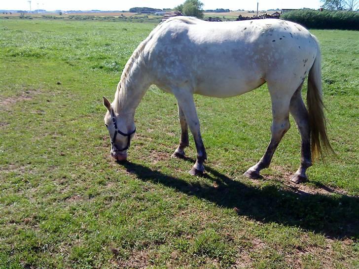 Heste Line og Jeg skal tilride :) - Blålig kalder vi knapstrupper hoppen :) Det er Line som rider hende til :) billede 24