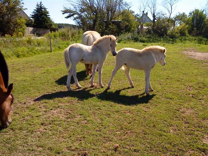 Heste Line og Jeg skal tilride :) billede 25