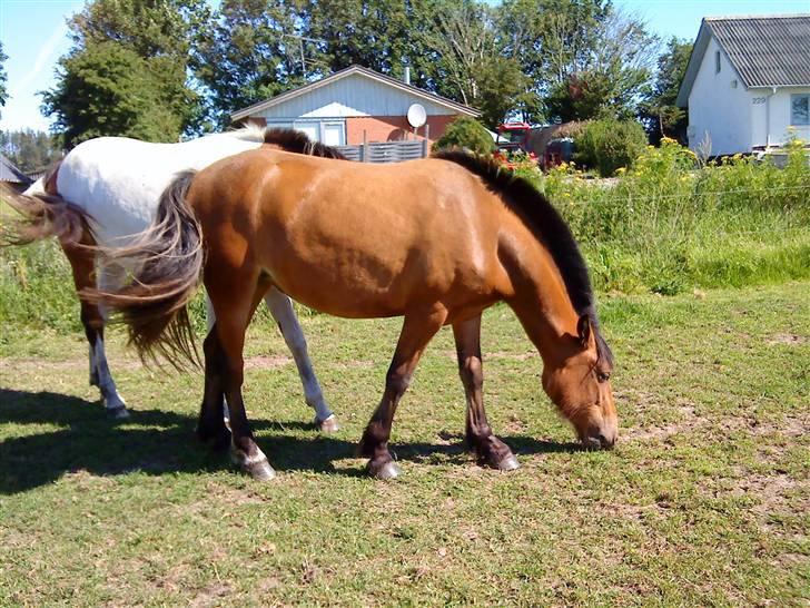 Heste Line og Jeg skal tilride :) - Bruno her skal Line ride til :) Hun er en hoppe, og går rigtig pænt :) billede 26
