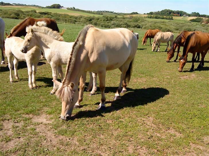 Heste Line og Jeg skal tilride :) billede 27