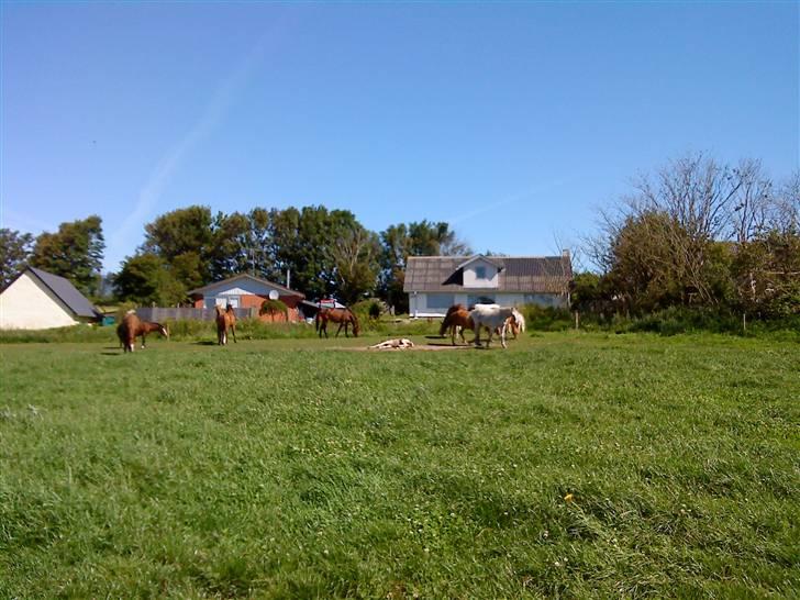 Heste Line og Jeg skal tilride :) billede 28