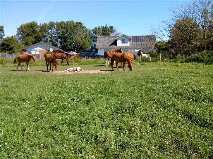 Heste Line og Jeg skal tilride :) billede 29