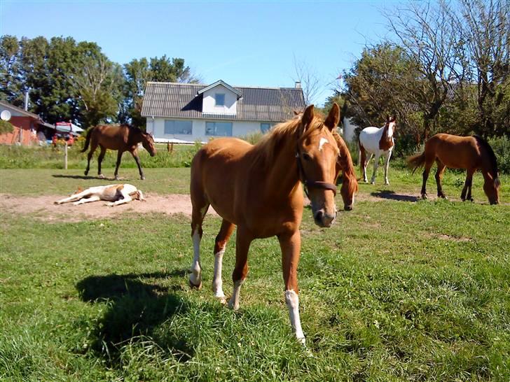 Heste Line og Jeg skal tilride :) billede 30