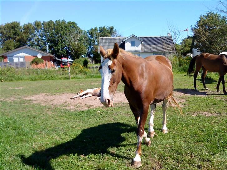 Heste Line og Jeg skal tilride :) billede 31