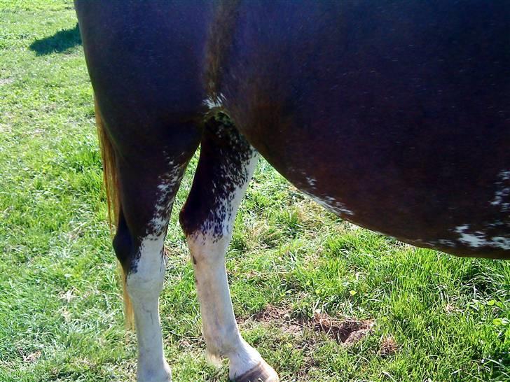 Heste Line og Jeg skal tilride :) billede 32