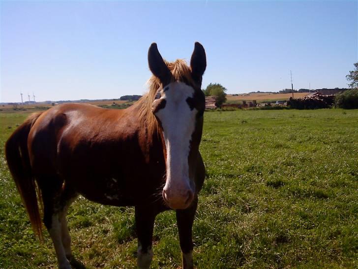 Heste Line og Jeg skal tilride :) billede 33