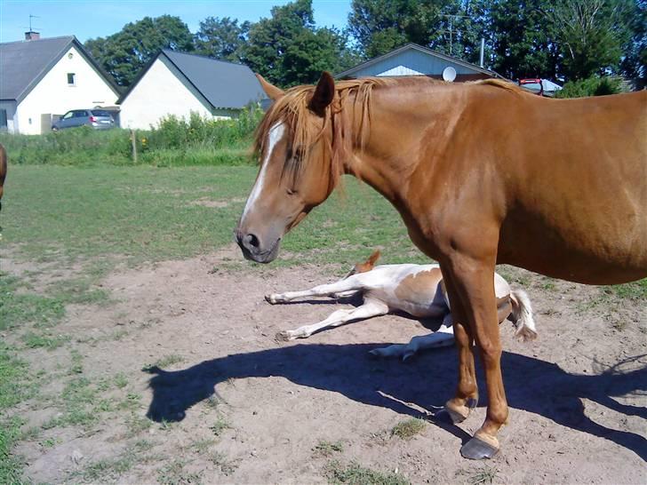 Heste Line og Jeg skal tilride :) billede 34