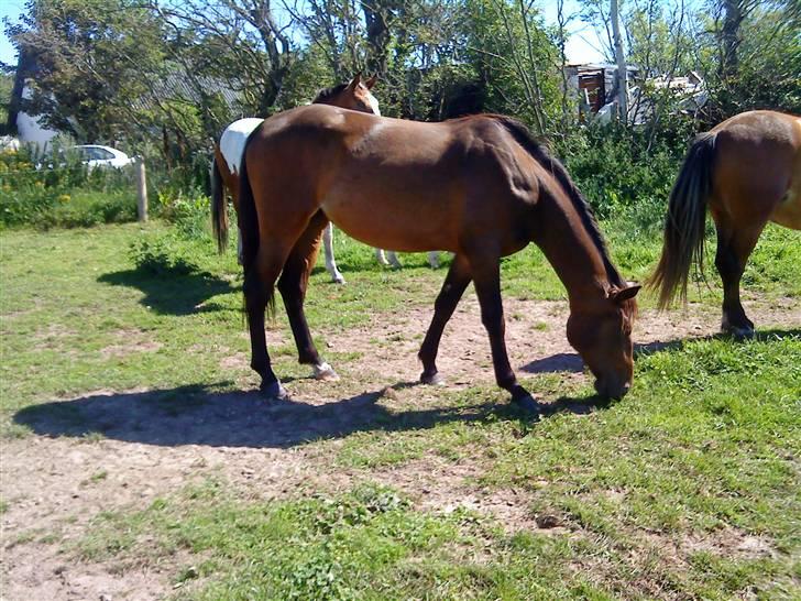 Heste Line og Jeg skal tilride :) billede 35