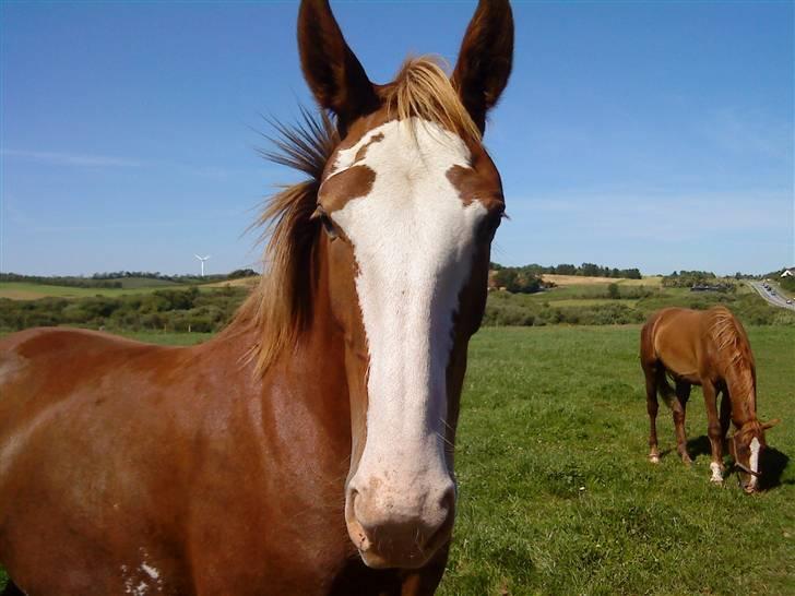 Heste Line og Jeg skal tilride :) billede 36