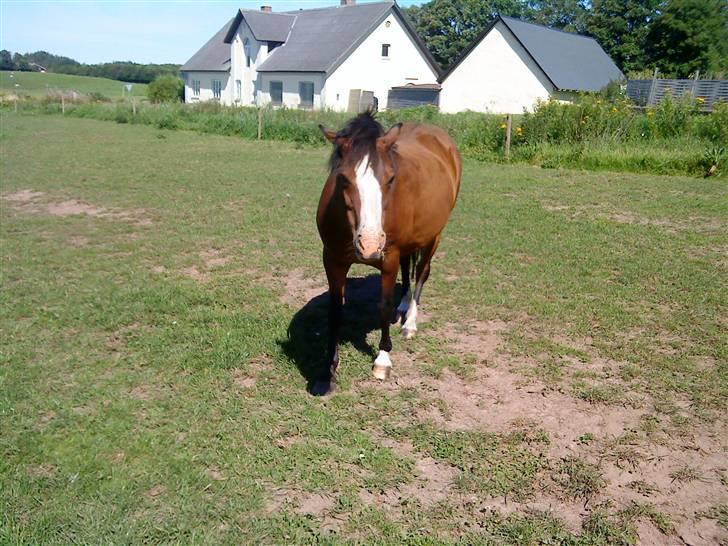 Heste Line og Jeg skal tilride :) billede 37