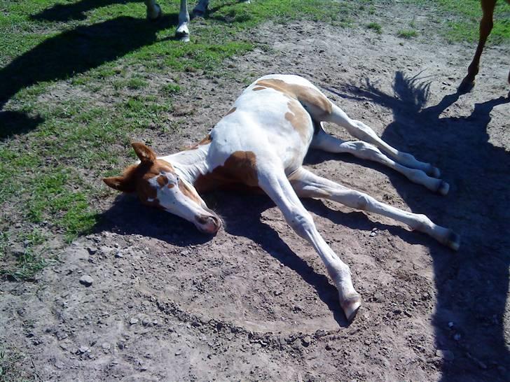 Heste Line og Jeg skal tilride :) billede 38