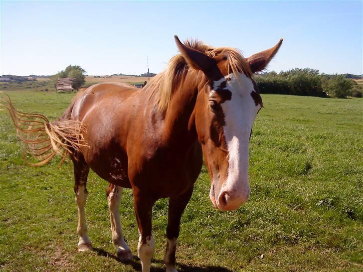 Heste Line og Jeg skal tilride :) billede 39