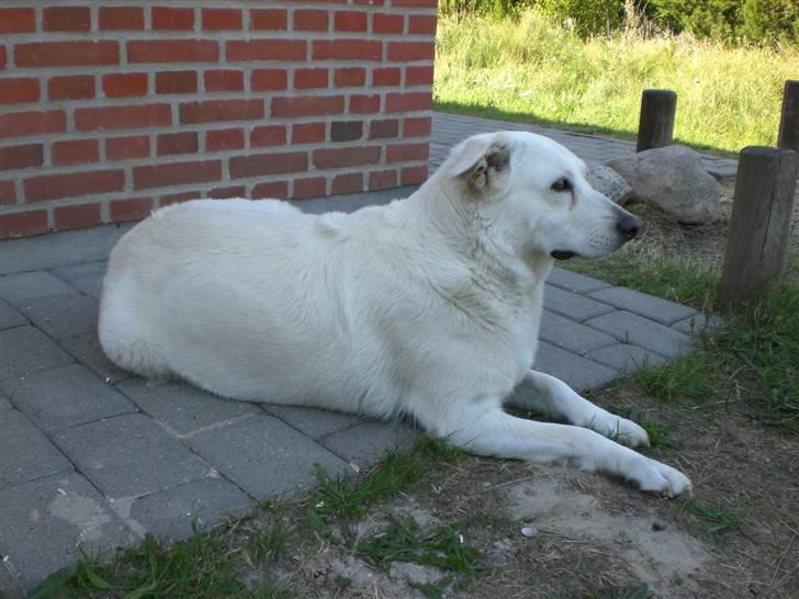Min søde hund, Blondie. - Blondie ligger udenfor, og kigger. billede 1