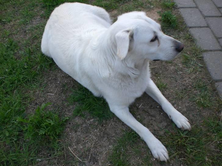 Min søde hund, Blondie. - I sommerhuset, hvor hun ligger udenfor. billede 2