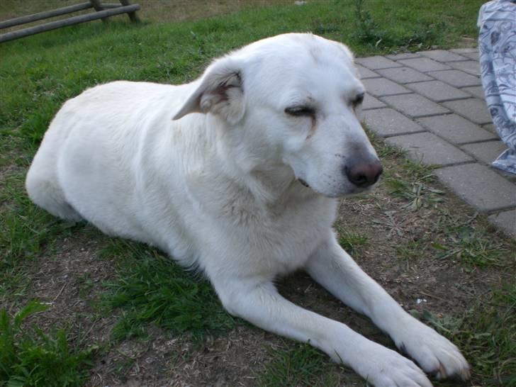 Min søde hund, Blondie. - Nåårh, hun er ved at være træt. billede 3