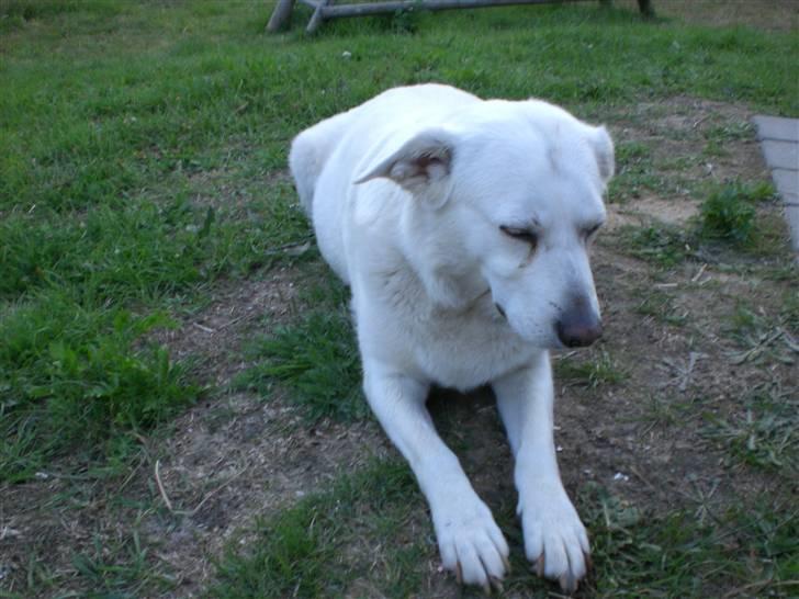 Min søde hund, Blondie. - Hun er min lille engel, hun er bare så sød. billede 4