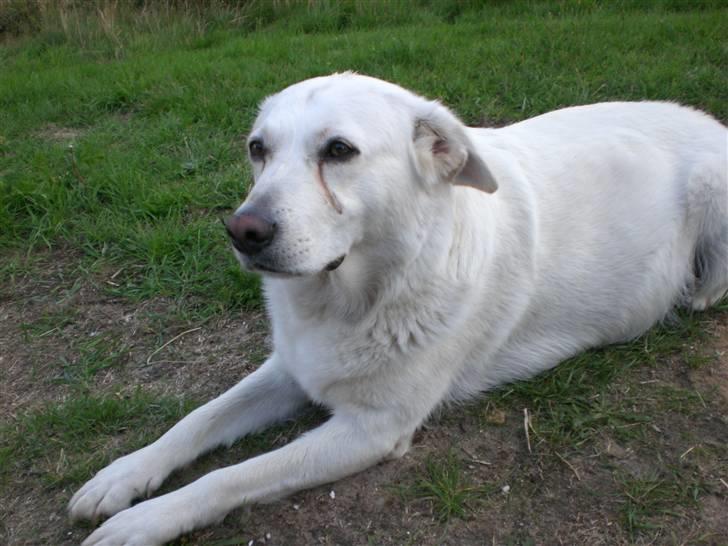 Min søde hund, Blondie. - Hvis i synes hun er lidt/meget tyk på billederne er det fordi hun meget snart skal havde hvalpe:)
 billede 5