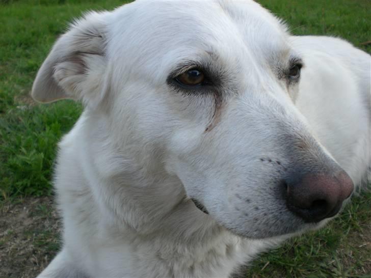Min søde hund, Blondie. - Hun er min dejlige vovse, hun er så sød. billede 6