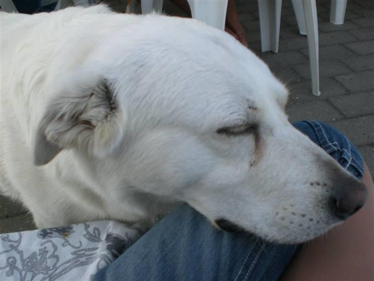 Min søde hund, Blondie. - Hun vil havde jeg kæler med hende, det blev faktisk ret godt, og så lagde hun hovedet på mit ben:D billede 7