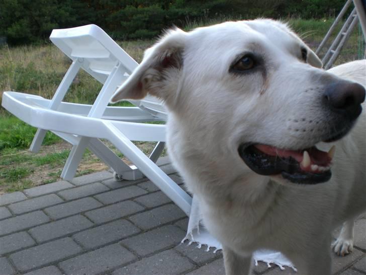 Min søde hund, Blondie. - Så begynder man at blive sulten og vil gerne havde mad:) billede 8