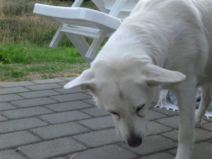 Min søde hund, Blondie. - Det er hvor hun spiser, og hun skal til at atge lidt mere mad. billede 9
