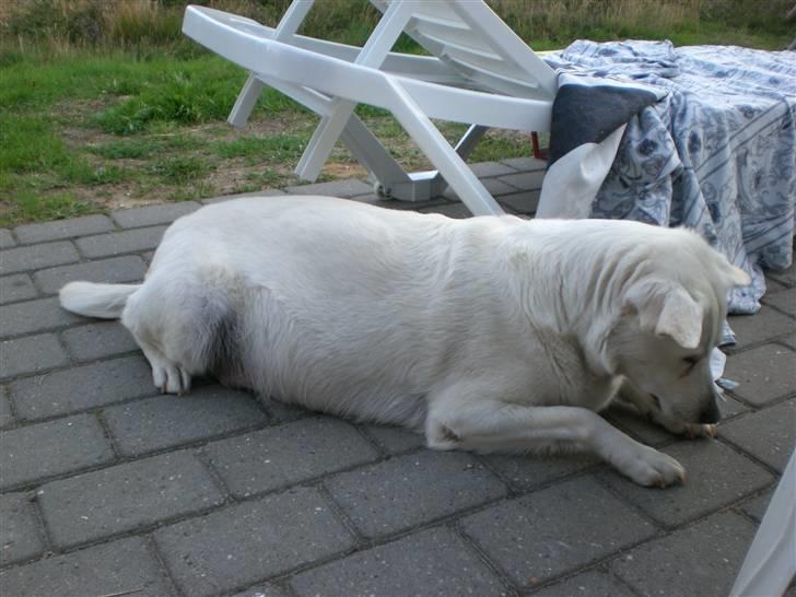 Min søde hund, Blondie. - Var det en tissemyre du så, det er rigtig godt det billed :) billede 10