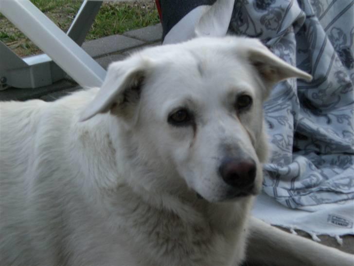 Min søde hund, Blondie. - Hun er faktisk ikk en hund, hun er MIN isbjørn, hihh, i hvert fald hvid som en isbjørn. billede 11