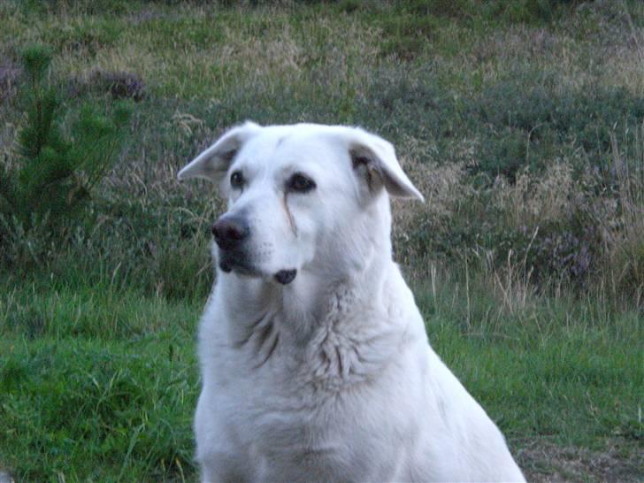Min søde hund, Blondie. - Du er så sød lille Blondie, hun har navnet Blondie efter sin farve. billede 12