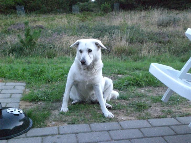 Min søde hund, Blondie. - Mega sødt billed, du er også mega sød. billede 13