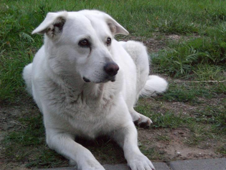 Min søde hund, Blondie. - Hva så smukke, kommer der nogle, neeej, for så blir hun mega gal. billede 14