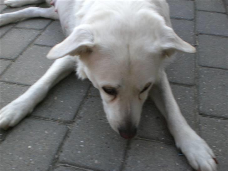 Min søde hund, Blondie. - Var det en tissemyre igen, eller skal du bare se sød ud:) billede 15