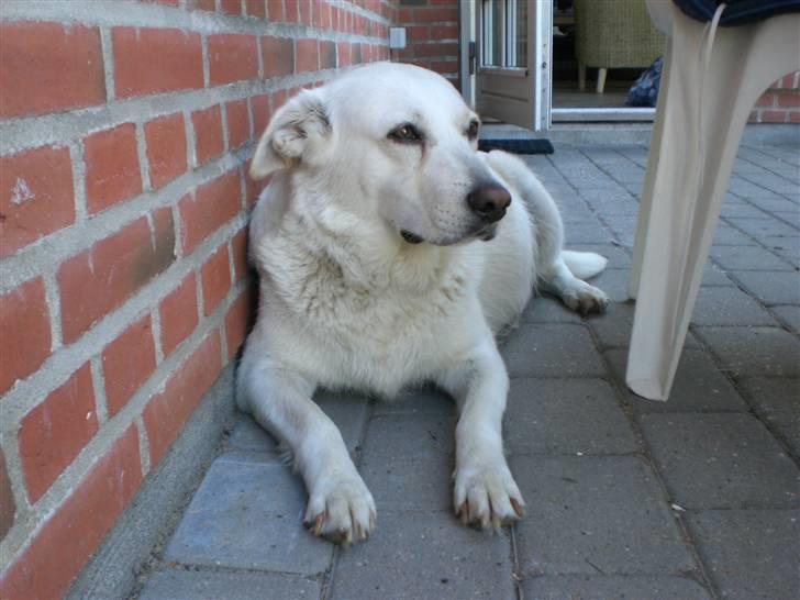 Min søde hund, Blondie. - De små hvalpe sparker og sparker, det mærkes så sjovt når de sparker. billede 16