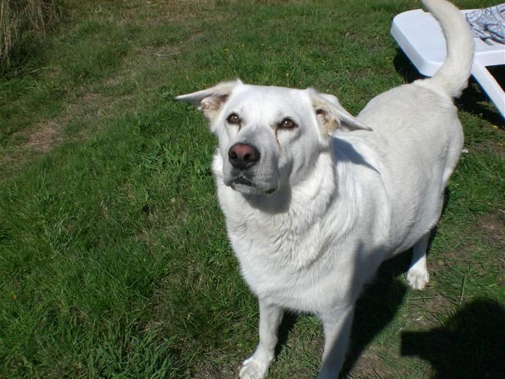 Min søde hund, Blondie. - Hihih Blondie, har jeg din bold?? billede 17