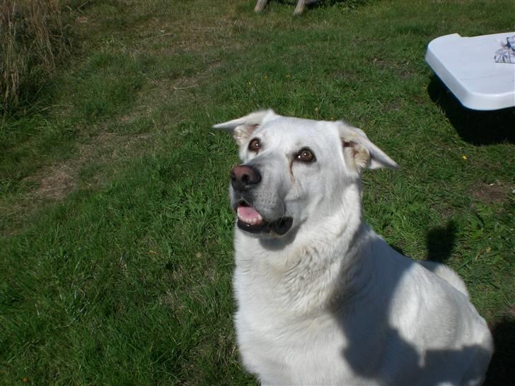 Min søde hund, Blondie. - Det skal lige siges, hun elsker din bold, hun vil bare gøre alt for den.. billede 18
