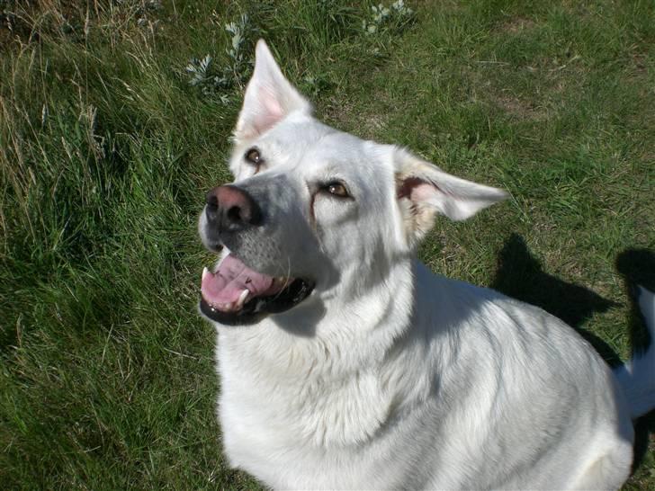 Min søde hund, Blondie. - Ja så hopper hun op efter sin elskede bold.. billede 19