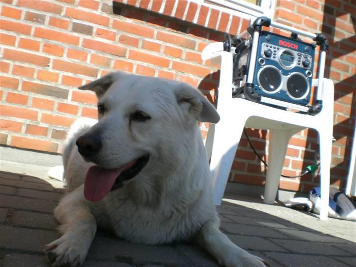 Min søde hund, Blondie. - Så skal man lige slappe lidt af igen.. billede 20