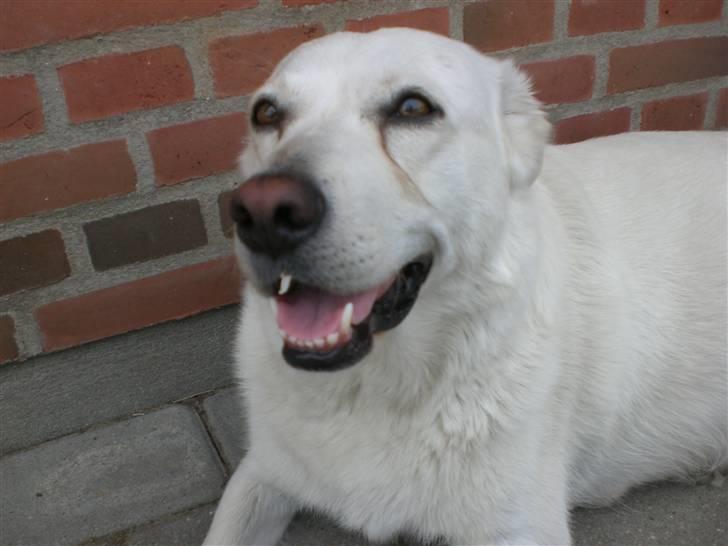 Min søde hund, Blondie. - Du er verdens sødeste hund, godt vi købte diig:) billede 21