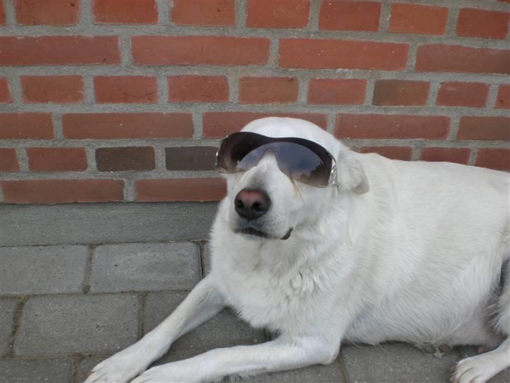 Min søde hund, Blondie. - Jooh hun er sej, har mega gode billeder af hende med solbrilelr på, men de ligger ikk på mit kamara.. billede 22