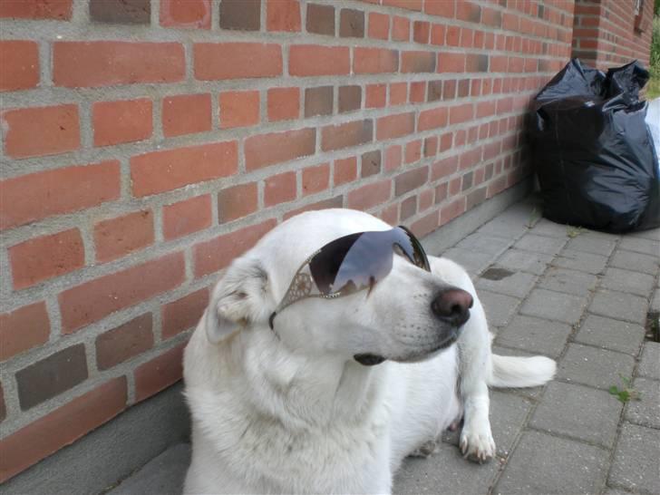 Min søde hund, Blondie. - Det er ikk til at tro, men hun kan helt vild godt lide at havde solbriller på, ved godt det er sådan lidt at tage solbriller på en HUND, men hun vil gerne havde dem på. billede 23