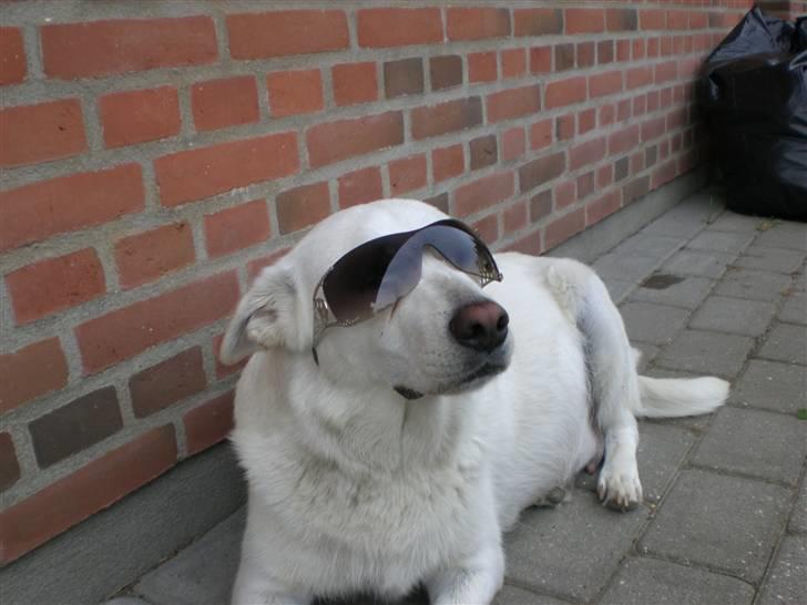 Min søde hund, Blondie. - Altså helt ærlig, når solen skiner skal man havde solbriller på, det gælder altså også for hunde hahah. billede 24