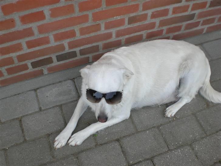 Min søde hund, Blondie. - Der ligger hun jo godt, endda også med solbriller på--- billede 25