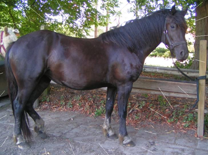 SNOBBY & SNUSKE! :D billede 6