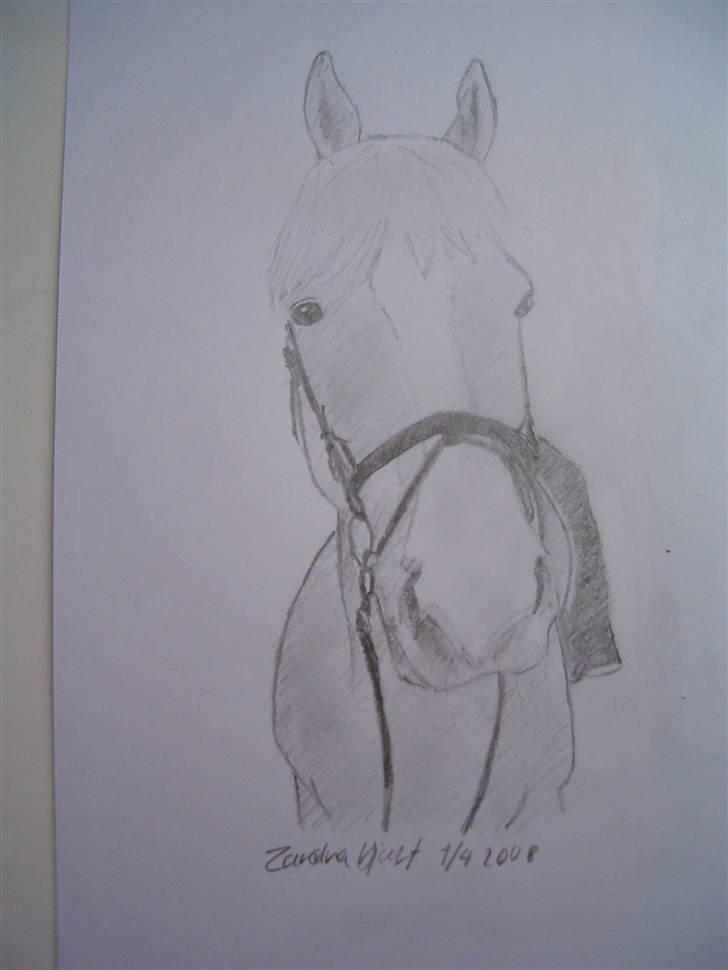 Mine tegninger (dyr) - 2. En tegning jeg har tegnet til Julie N af hendes hest Don Diego ( : billede 3