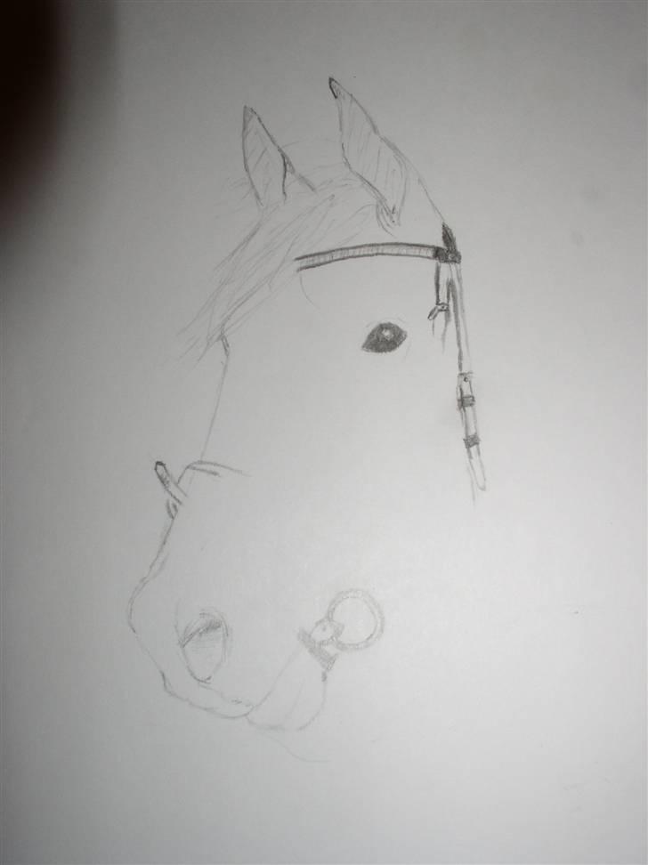Mine tegninger (dyr) - 14. En tegning jeg er ved at tegne af en dejlig hest Surprice til Line ( : billede 16