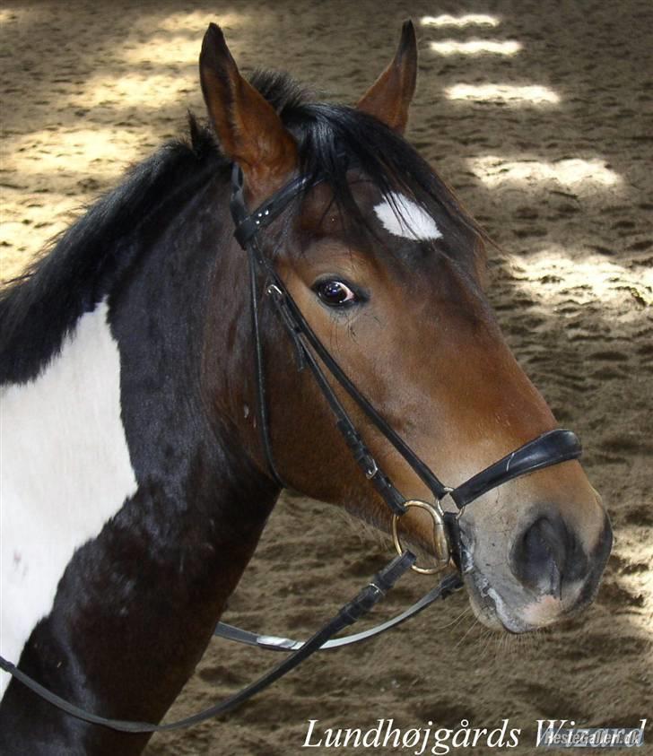 Mine tegninger (dyr) - Billedet jeg har tegnet efter .. billede 2
