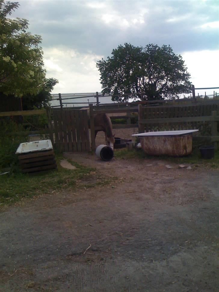 Heste fra Langstruplund - Mest til ida med kassio (:
Vardil har stået på Langstruplund, men er nu flyttet så det er et stykke tid siden billedet er taget. billede 12