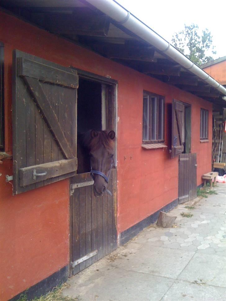 Heste fra Langstruplund - Malou.
Hende har jeg også reddet (: billede 13