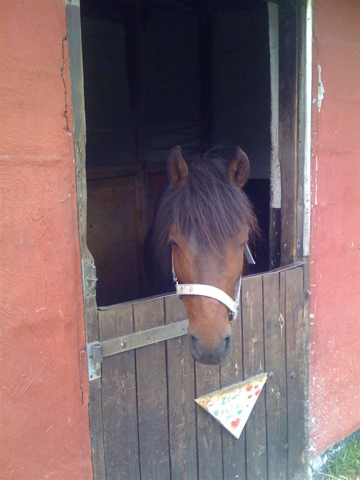 Heste fra Langstruplund - Balder. 
Af en eller anden grund minder han mig om min kanin? billede 14