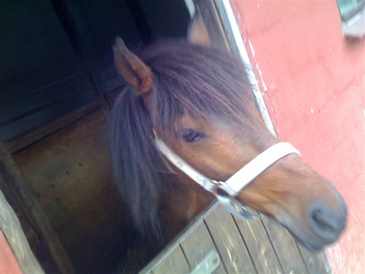 Heste fra Langstruplund - Balder igen.
Han er ekstrem nuttet. billede 15