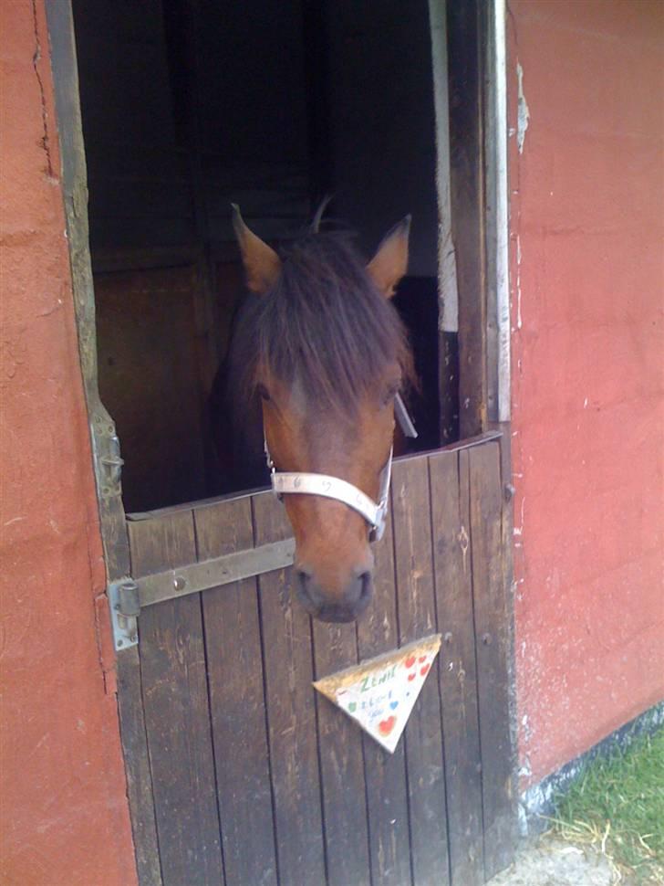 Heste fra Langstruplund - Balder. <3
Jeg har prøvet at ride ham éen time. det gik ikke godt :D billede 16